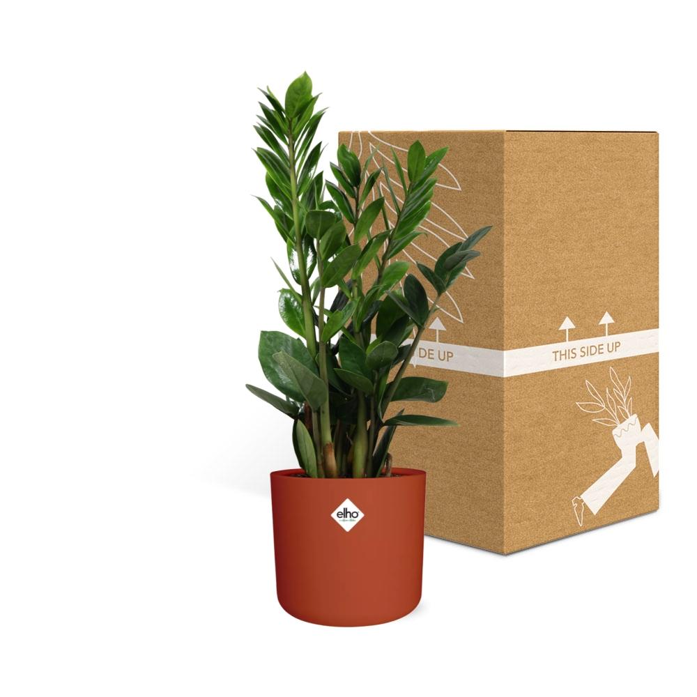 Zamioculcas - Hoogte 45-50 in ELHO b.for soft rond 14cm brique - Pflanzfix24
