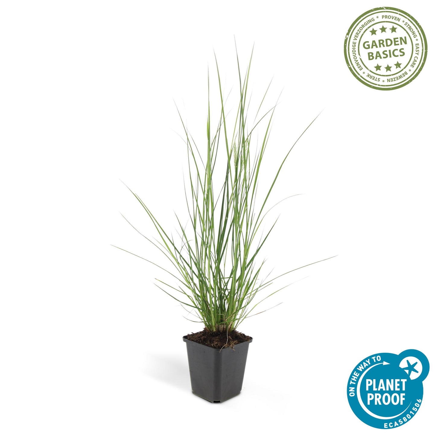 12x Pennisetum alopecuroides 'Hameln' – Ziergras | Pflanzfix24.de - Pflanzfix24.de