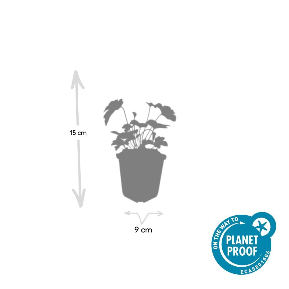 12x Anemone tom. 'Robustissima' – Purpurblaue Herbstanemone | Pflanzfix24.de - Pflanzfix24.de