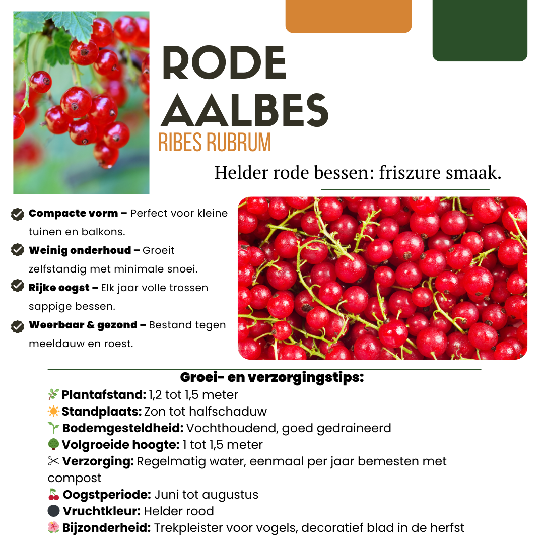 Früchteparadies BIO Obstpflanzen-Set – 4 Sorten | Pflanzfix24.de - Pflanzfix24.de