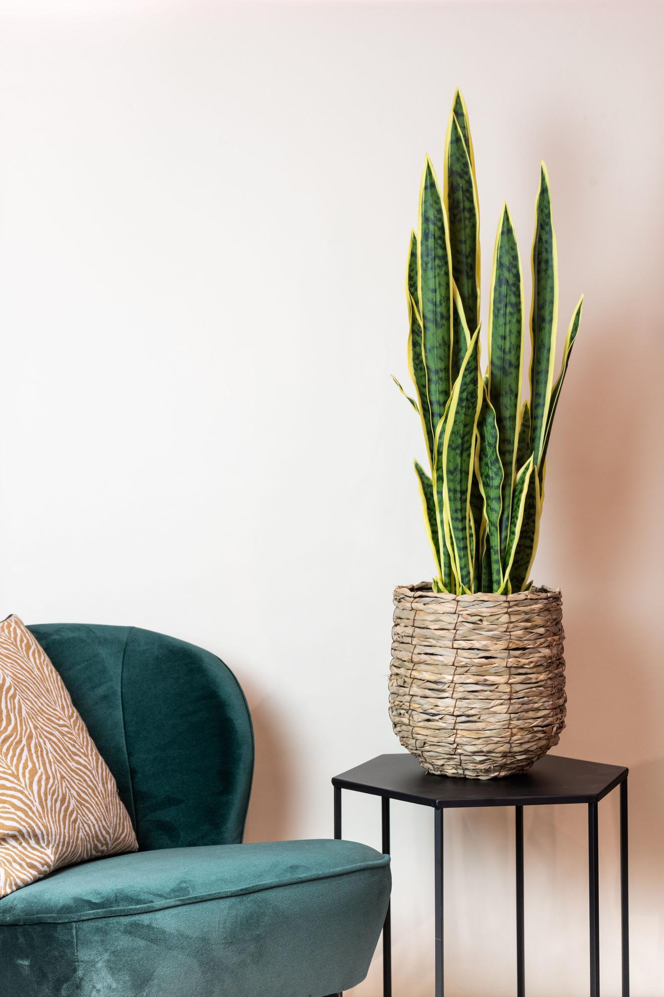 Kunst-Sansevieria Trifasciata 97 cm – Frauenzunge | Pflanzfix24.de - Pflanzfix24.de