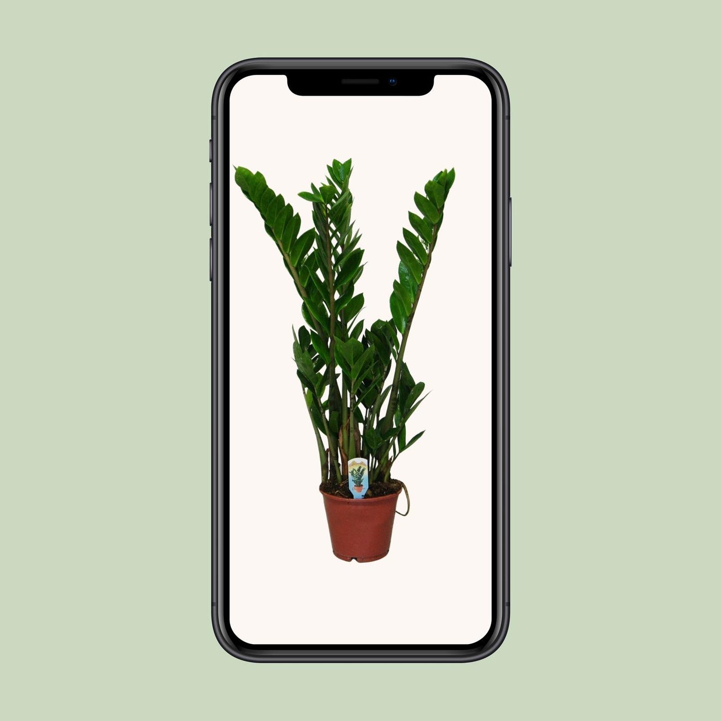 Zamioculcas Zamiifolia Ø14cm, 50cm – Pflegeleichte Zimmerpflanze | Pflanzfix24.de - Pflanzfix24.de