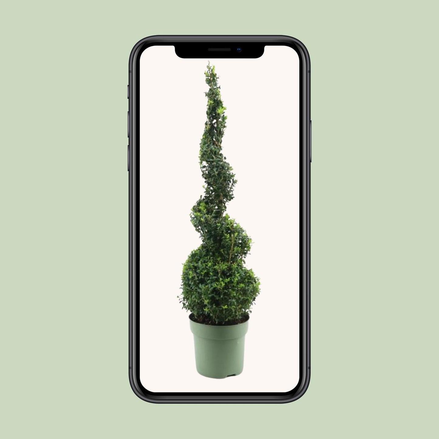 Buxus Semp. Spiral 70cm - Ø23cm - ↕90cm bei Pflanzfix24