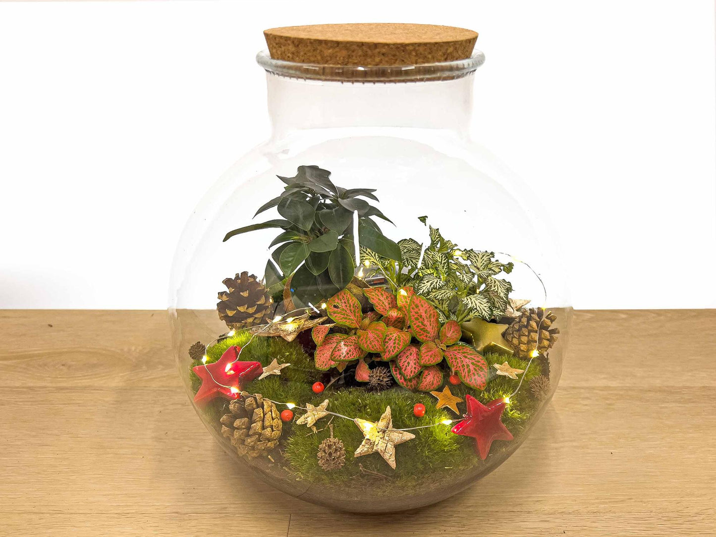 Bolder Bob Bonsai Christmas - DIY - ↕ 30 cm - Pflanzfix24