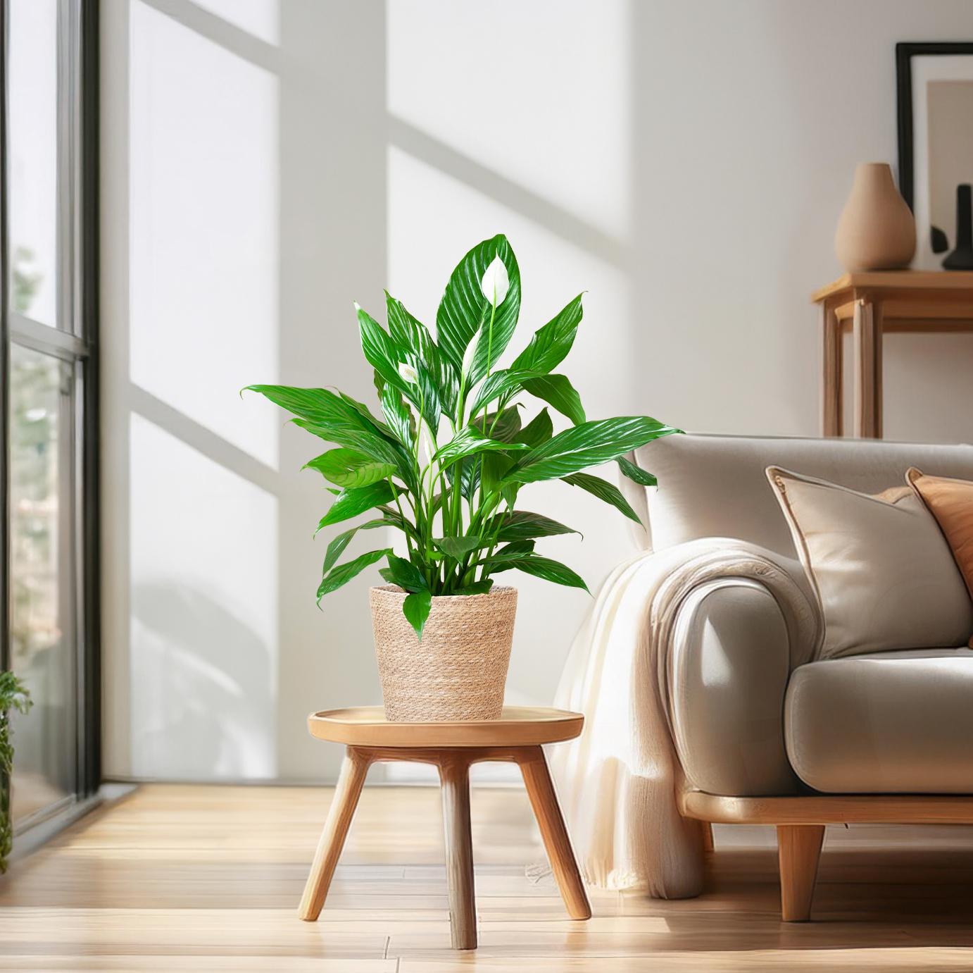 Spathiphyllum 80 cm mit Korb Sofia natur – Pflanzfix24.de - Pflanzfix24.de