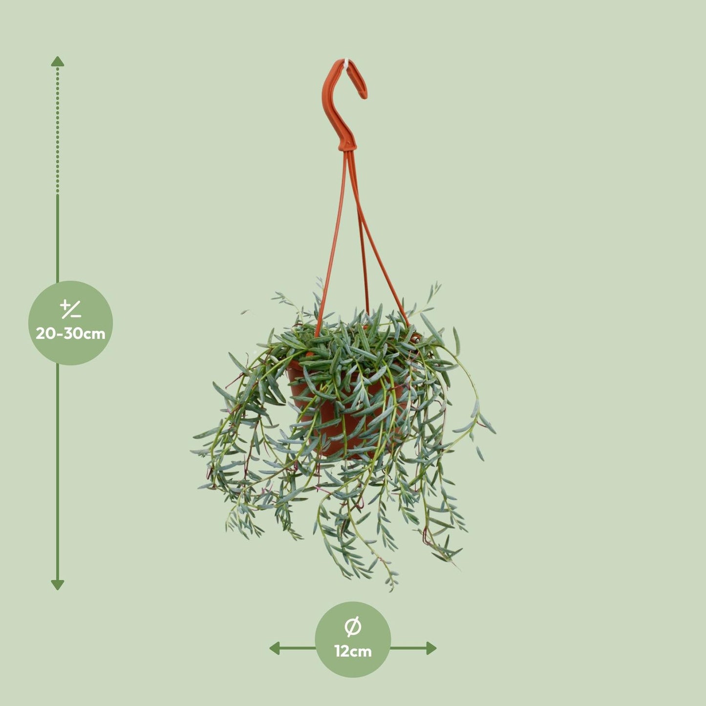 Senecio Hallianus - Ø12cm - ↕25cm - Pflanzfix24