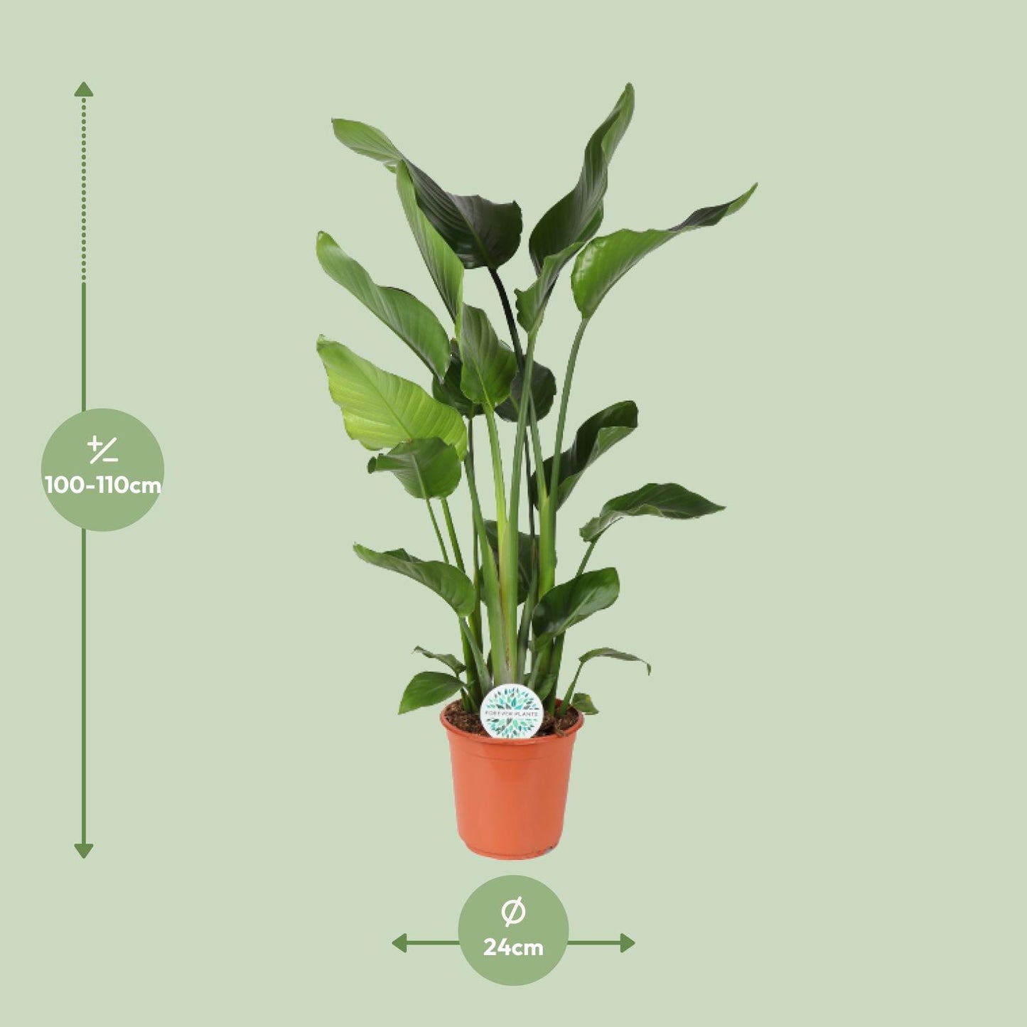 Strelitzia Nicolai 110 cm - Paradiesvogelblume Ø24 cm | Pflanzfix24