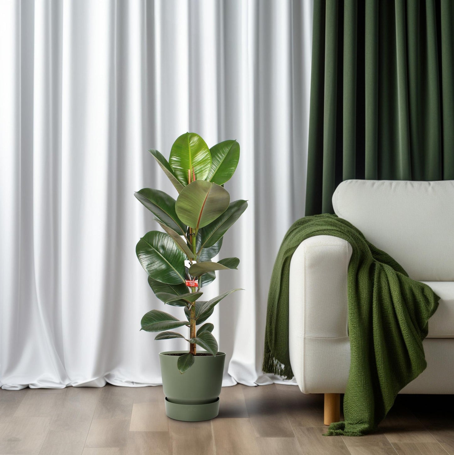 Ficus Elastica Robusta - Ø21cm - ↕95cm bei Pflanzfix24