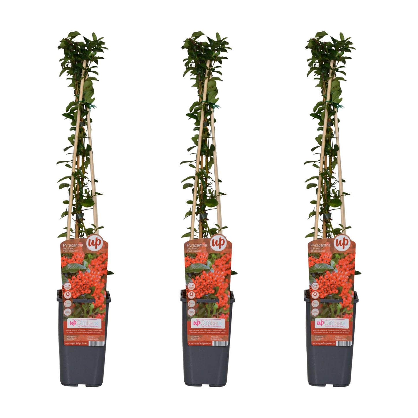3x - Pyracantha coccinea 'Red Column' - ↨65cm - Ø15 - Pflanzfix24
