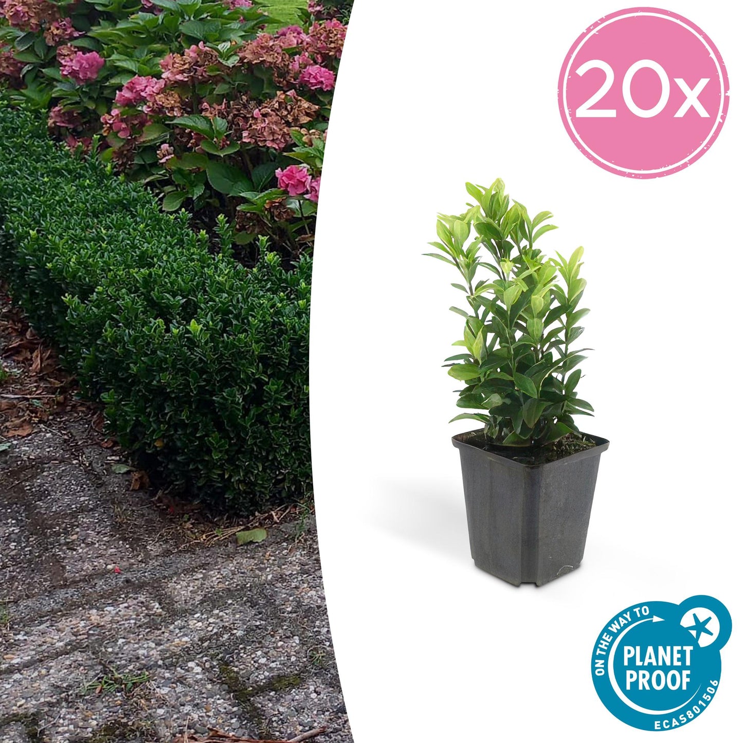 20x Euonymus japonicus 'Green Spire' von Pflanzfix24.de - Immergrüner Strauch für Ihr Gartenparadies - Pflanzfix24.de