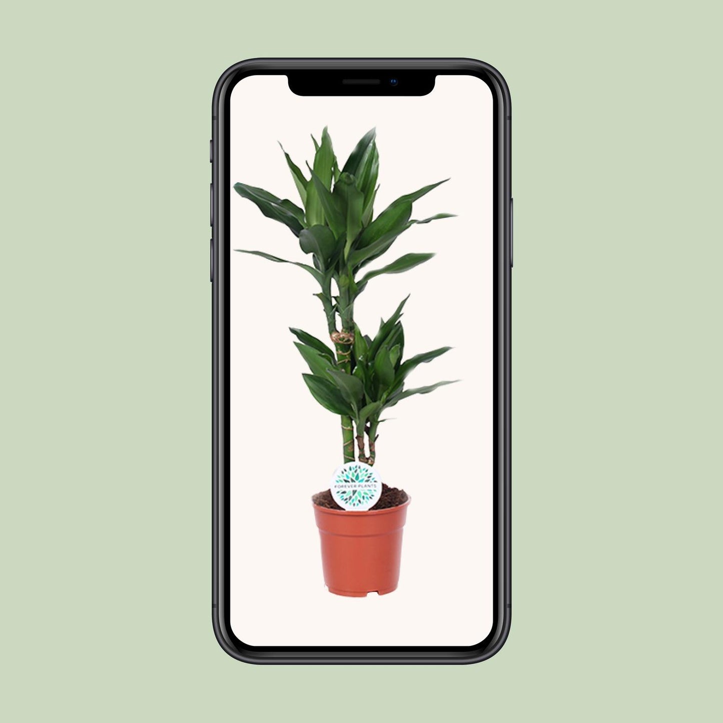 Dracaena Janet Lind - Ø17cm - ↕70cm - pflanzfix24