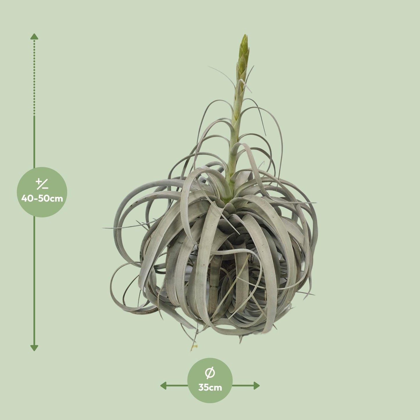 Tillandsia Xerographica Luftwurzelpflanze - Ø35cm - ↕50cm - Pflanzfix24