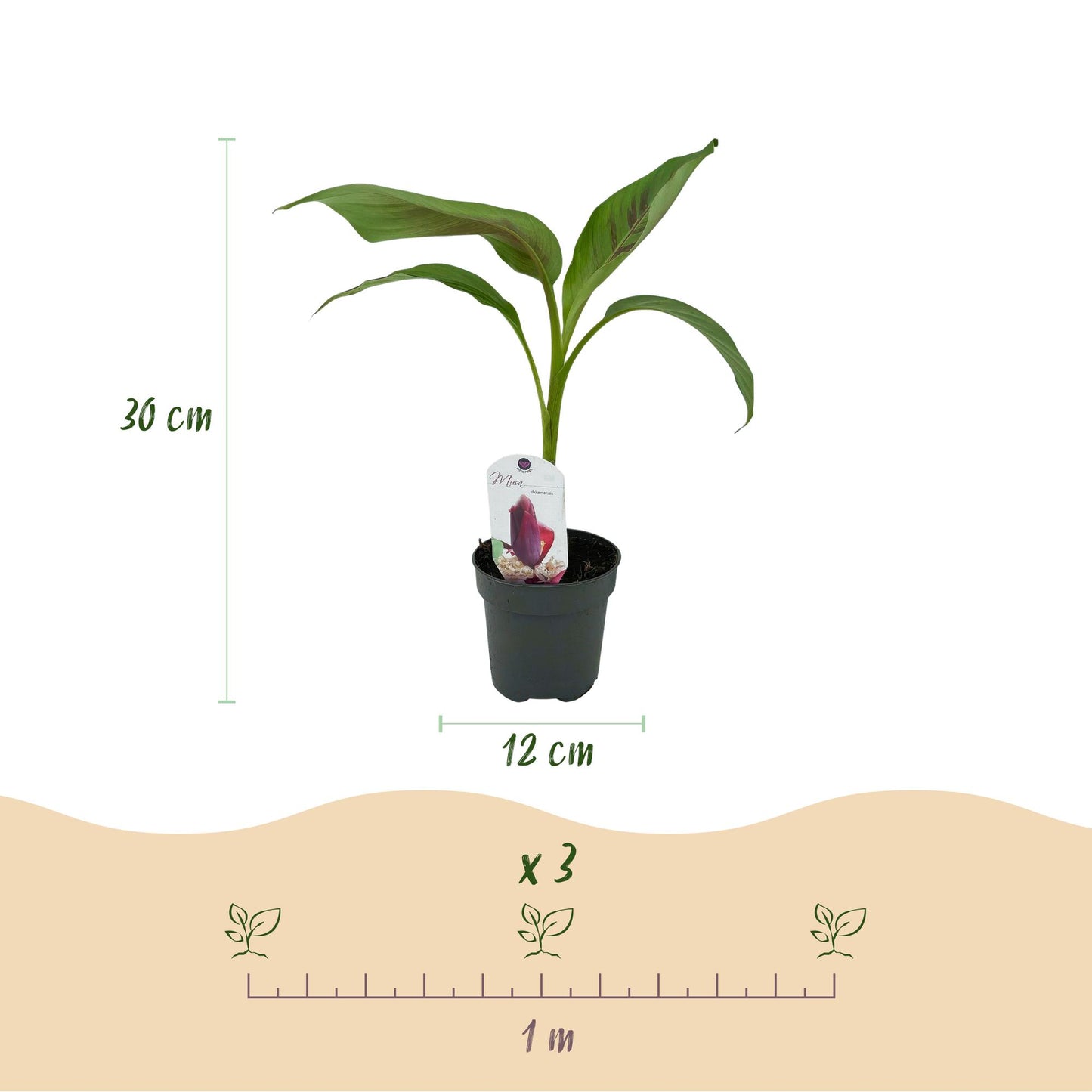Pflanzfix24 - Bananenpflanze Musa sikkemensis Red Tiger - 6 Pflanzen - Topf 12cm