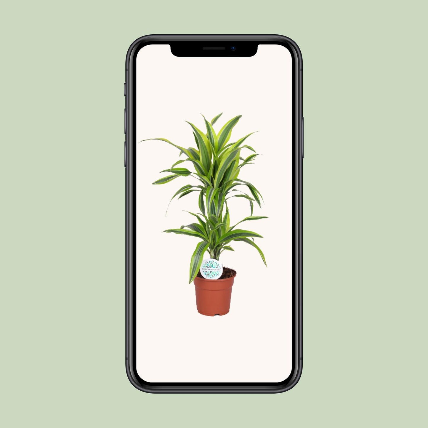 Dracaena Lemon Lime - Ø17cm - pflanzfix24