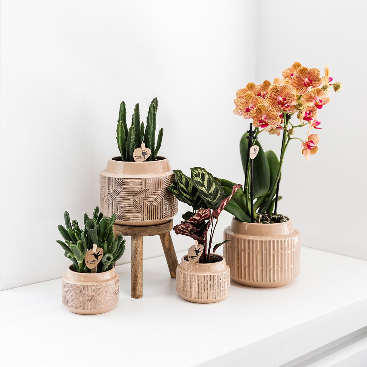 Stapelia Kaktus Ø9cm – Zimmerpflanze bei Pflanzfix24.de - Pflanzfix24.de