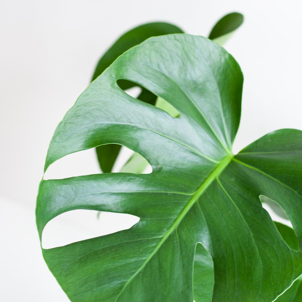 Monstera Deliciosa mit Lissabon-Schwarzkorb - 50cm - Ø17 - Pflanzfix24