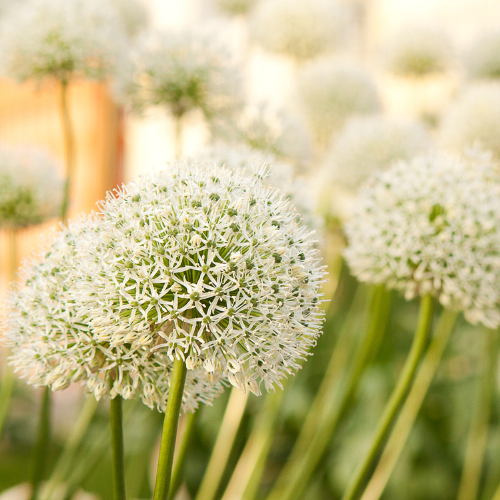 White Giant - Allium bollen 5 stuks bij Pflanzfix24