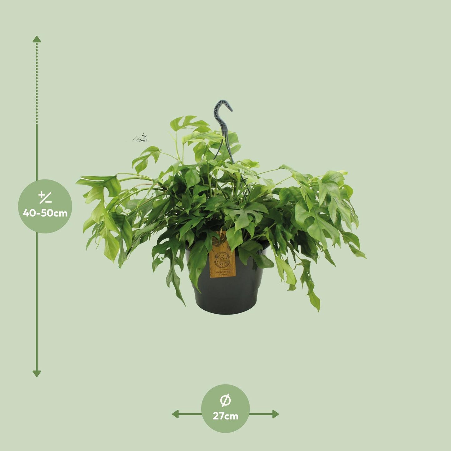 Monstera Minima 27cm HP - Pflanzfix24