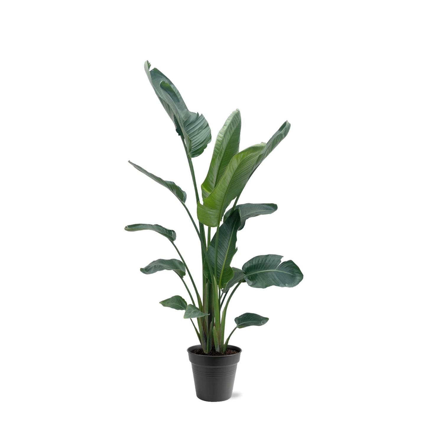 Strelitzia Nicolai XXL 190-210 cm ø27-30 – Weißer Paradiesvogel | Pflanzfix24.de - Pflanzfix24.de