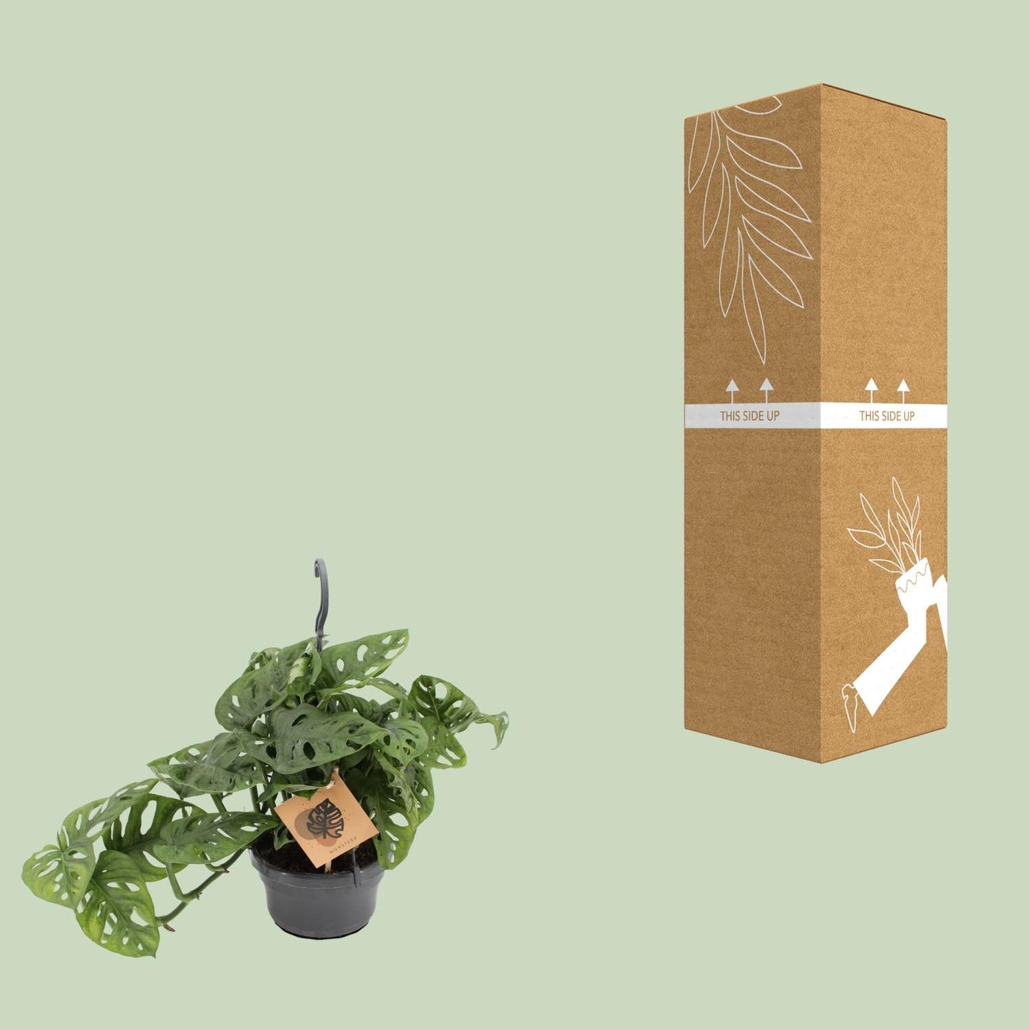 Monstera Monkey Ø14cm – pflegeleichte Zimmerpflanze | Pflanzfix24.de - Pflanzfix24.de