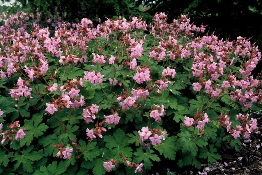 20er Pack Geranium macr. 'Ingwersen's Var.' bei Pflanzfix24.de - ↕10-25cm - Ø9cm - Pflanzfix24.de