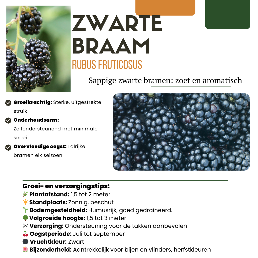 BIO Obstpflanzen-Mix Süße Ernte Trio – Pflanzfix24.de - Pflanzfix24.de