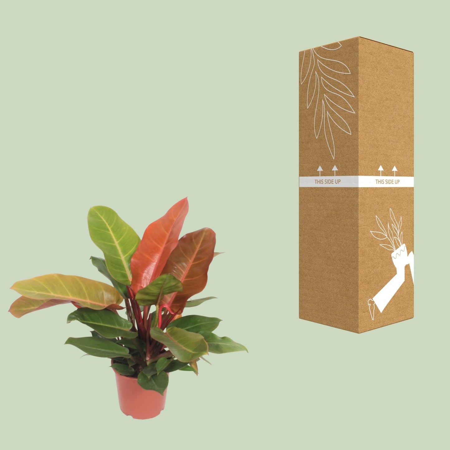Philodendron Prince of Orange 45cm Ø17cm – Farbiger Blickfang | Pflanzfix24.de - Pflanzfix24.de
