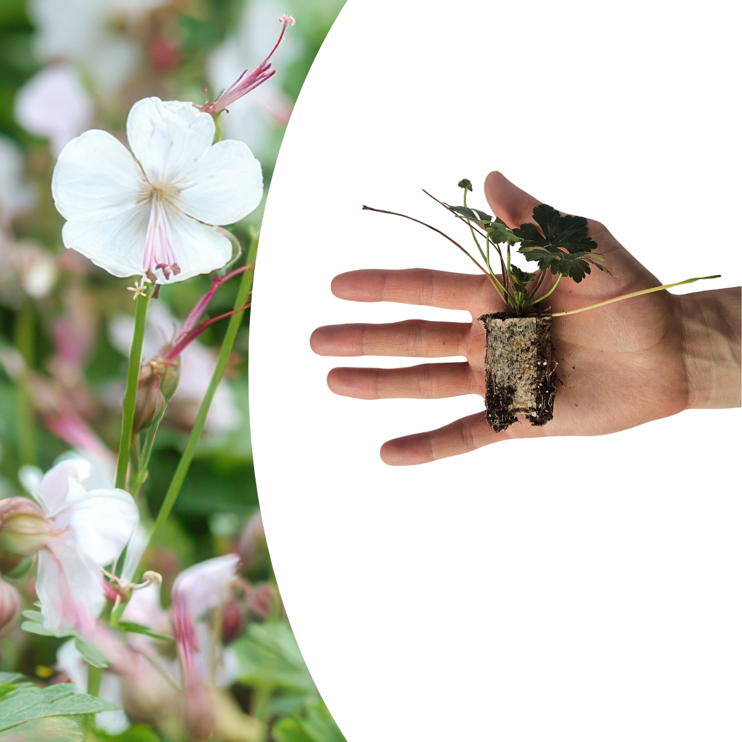Geranium – 6 Jungpflanzen | Pflanzfix24.de - Pflanzfix24.de
