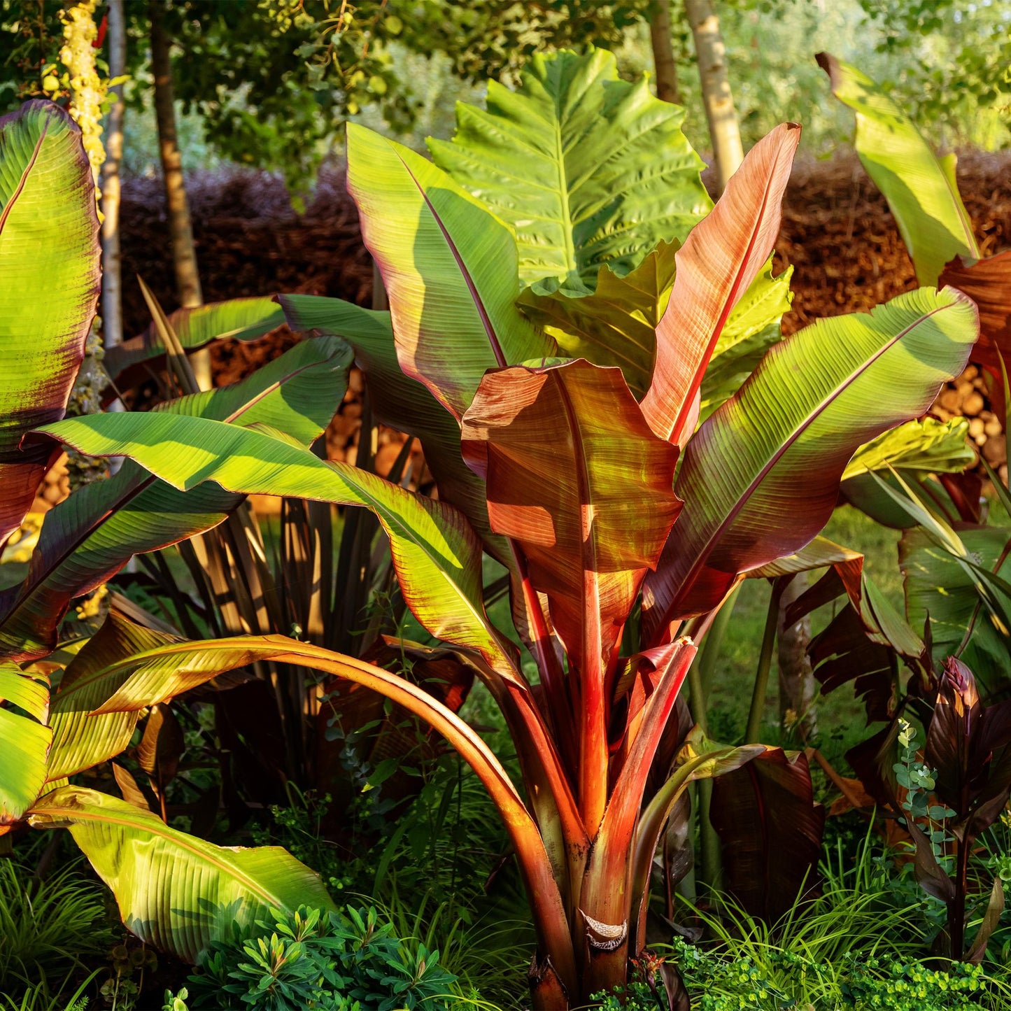 Pflanzfix24 - Gartenbanane Ensete ventricosum Maurelli - 4 Pflanzen - Topf 17cm Höhe 40cm