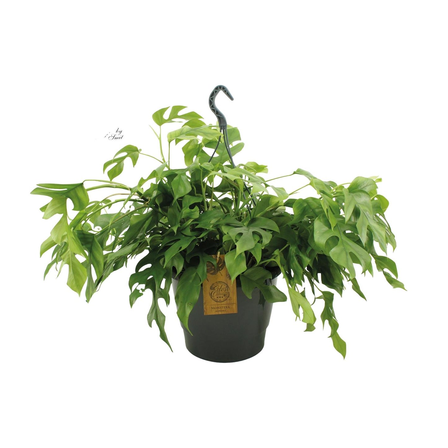 Monstera Minima 27cm HP - Pflanzfix24