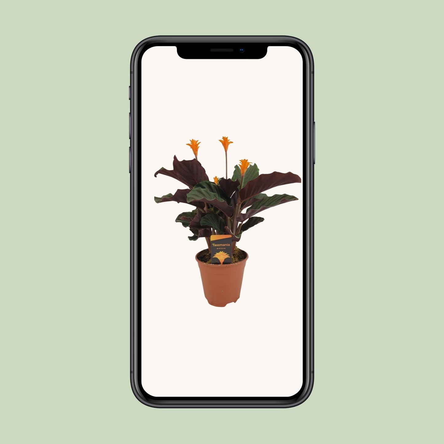 Calathea Crocata - Ø14cm - ↕40cm bei Pflanzfix24.de - Pflanzfix24.de