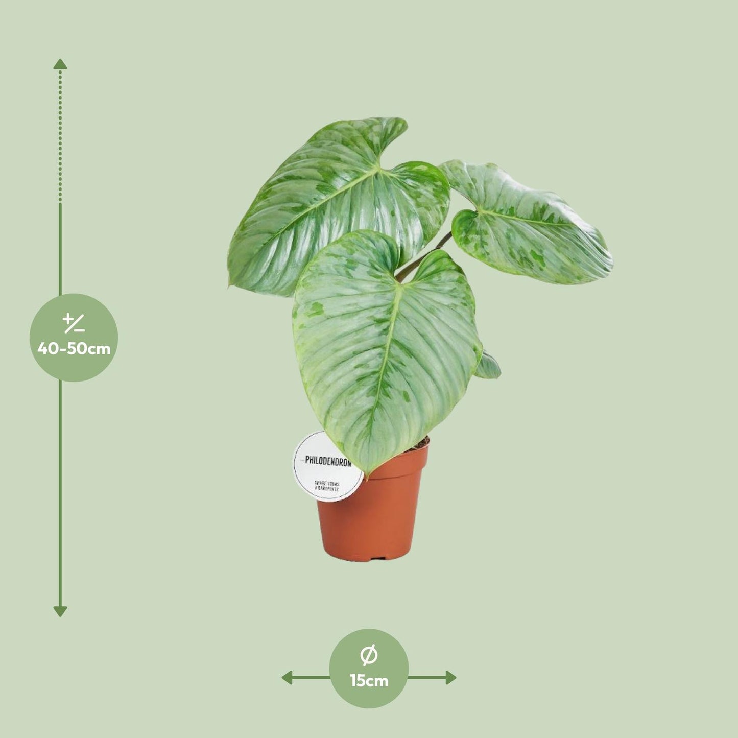 Philodendron Sodiroi Ø15cm - Elegante Zimmerpflanze | Pflanzfix24