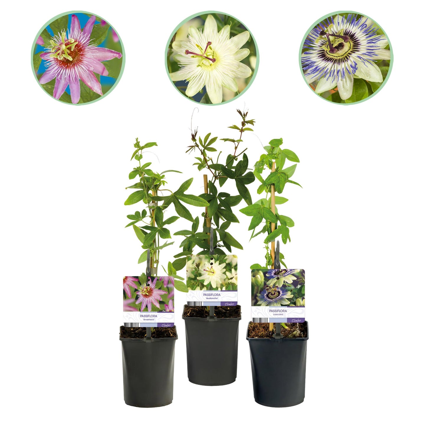 Passiflora Tricolour - 3 Pflanzen - Topf 11cm - Pflanzfix24.de - Pflanzfix24.de