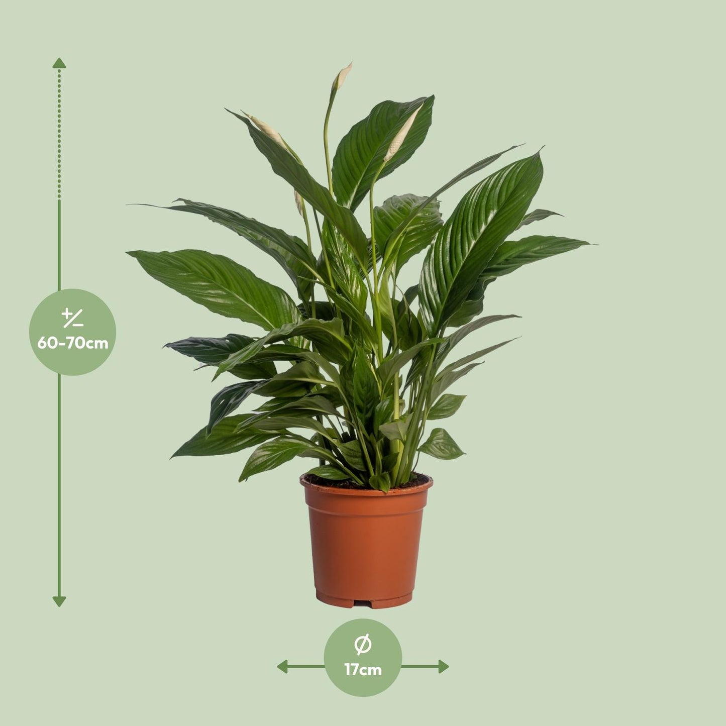 Spathiphyllum Vivaldi Ø17cm – elegante Friedenslilie | pflanzfix24.de - Pflanzfix24.de
