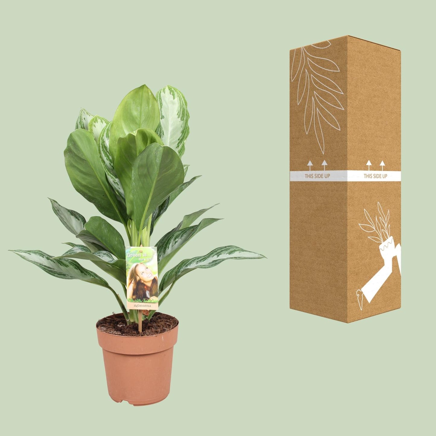 Aglaonema Silver Bay - Chinesisches Immergrün - Ø17cm - ↕55cm - Pflanzfix24.de - Pflanzfix24.de