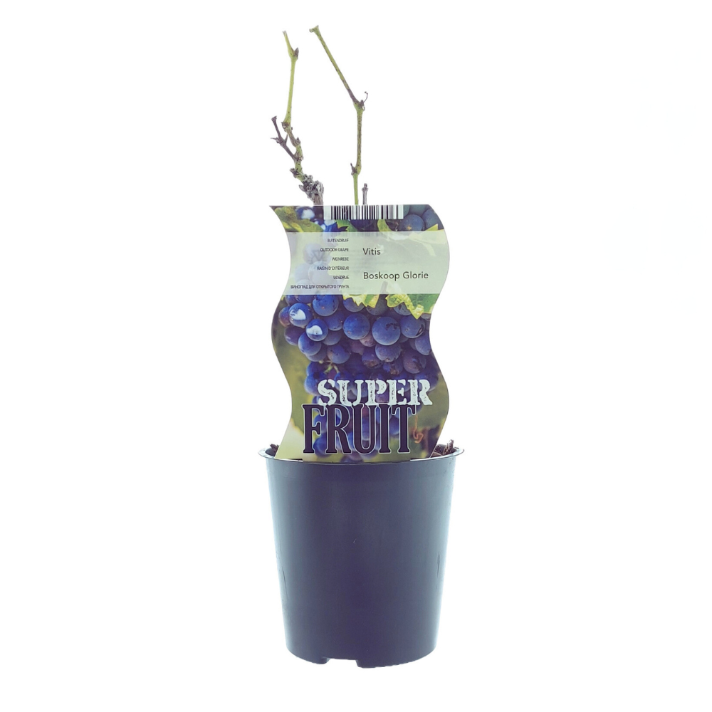 Vitis Boskoop Glory Blaue Traube Ø12 cm | Pflanzfix24.de - Pflanzfix24.de