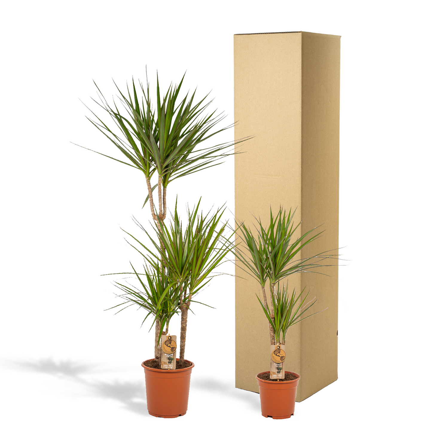 Dracaena 120cm + 70cm Set - Pflanzfix24.de - Pflanzfix24.de