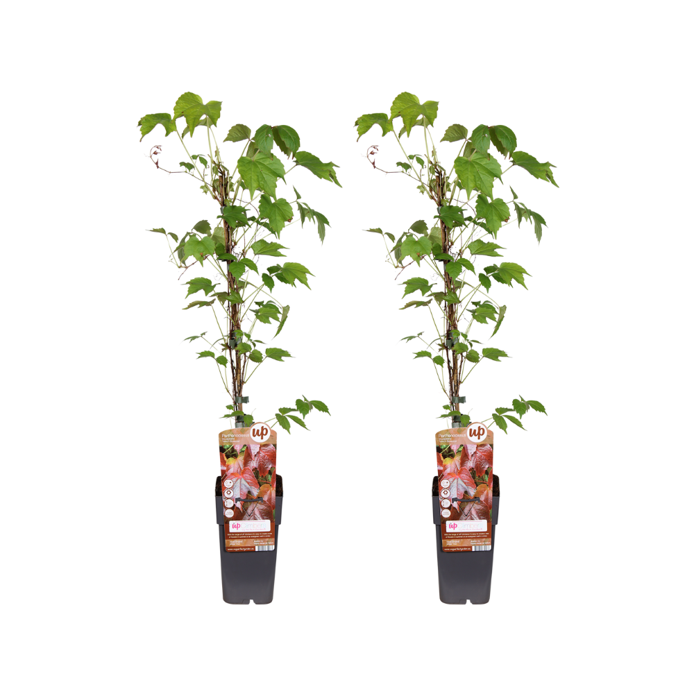 Parthenocissus Veitch Boskoop 2er Ø15cm, 65cm | pflanzfix24