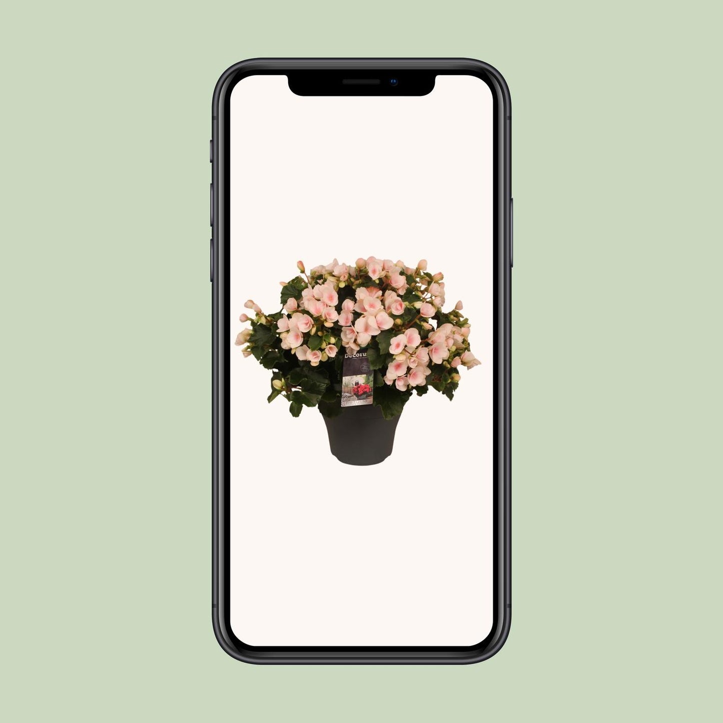 Begonia Betulia''light'' Licht Rose Decorum - Pflanzfix24
