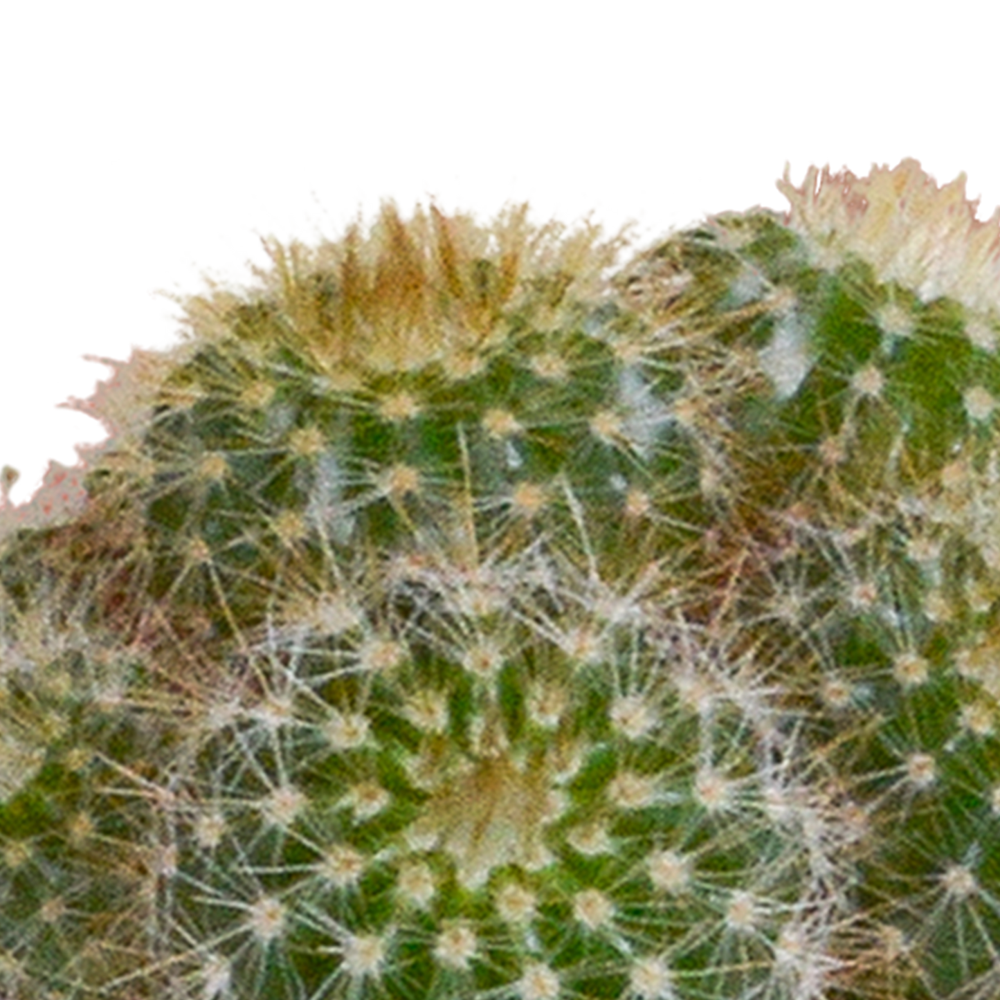 Cactus en vetplanten Mischung 5,5 cm | 15 stück - in witte pot - Pflanzfix24.de - Pflanzfix24.de
