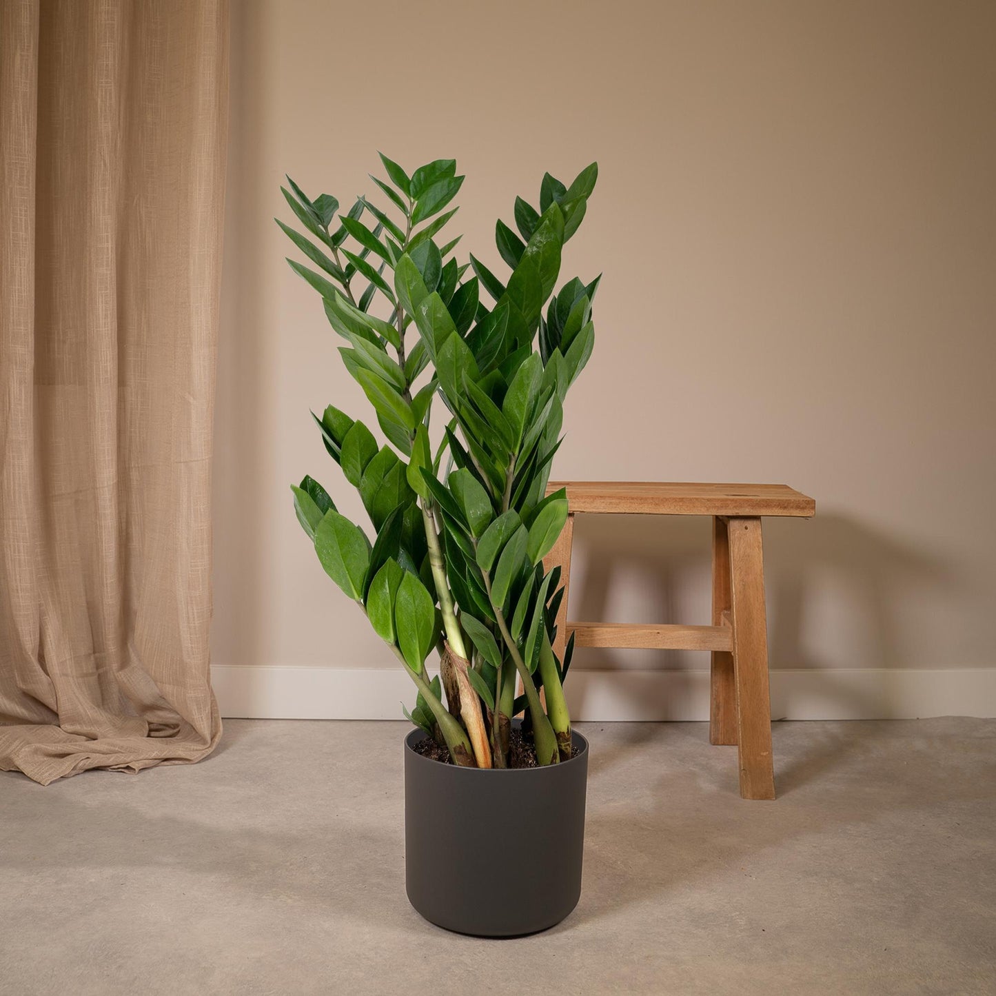 Zamioculcas Zamiifolia Ø17cm, 70cm – Grüne Zimmerpflanze | Pflanzfix24.de - Pflanzfix24.de