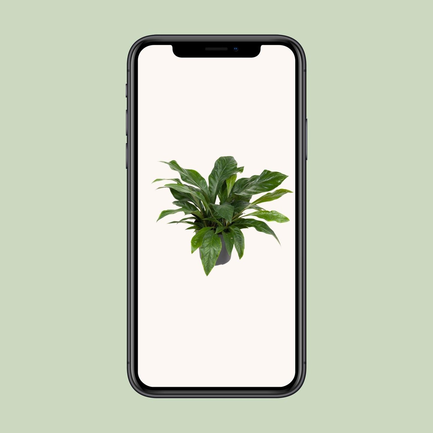 Anthurium Jungle Bush - Ø30cm - ↕70cm bei Pflanzfix24.de - Pflanzfix24.de