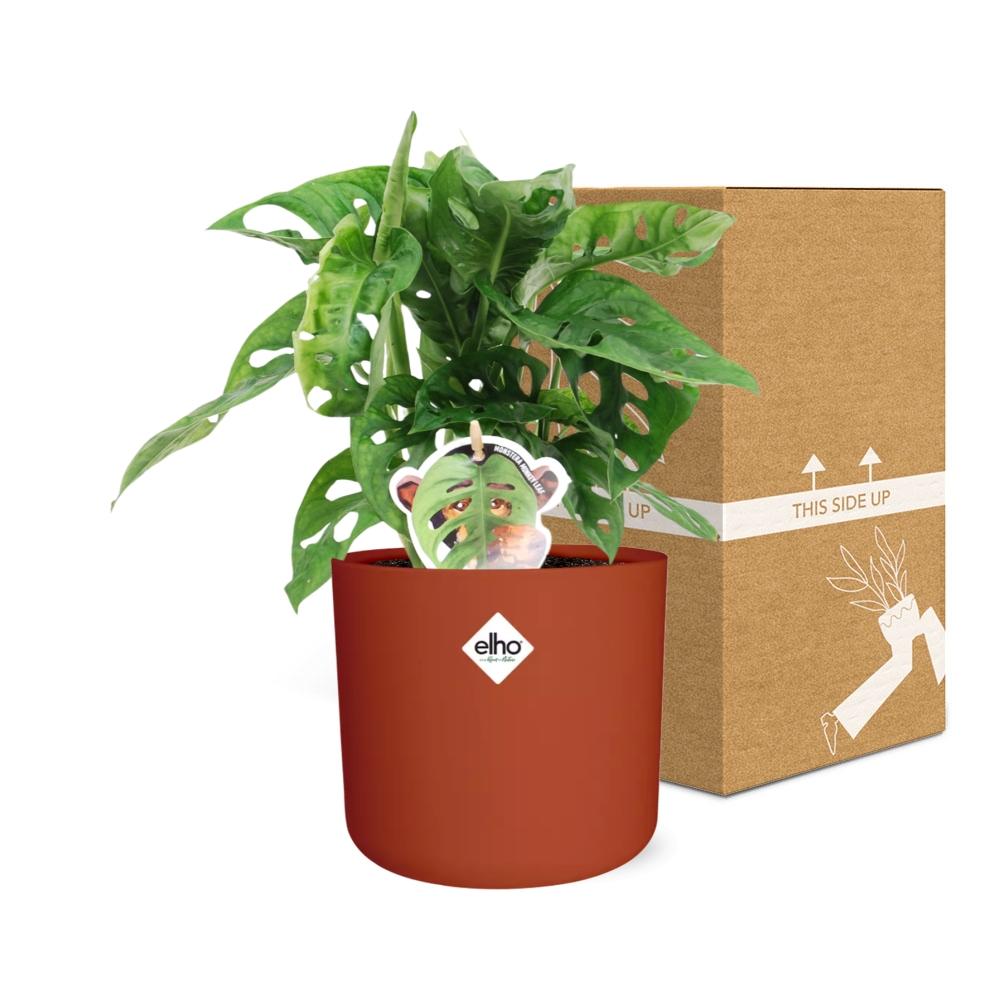 Monstera ‘Monkey Leaf’ in ELHO b.for soft rond 14cm brique - Pflanzfix24