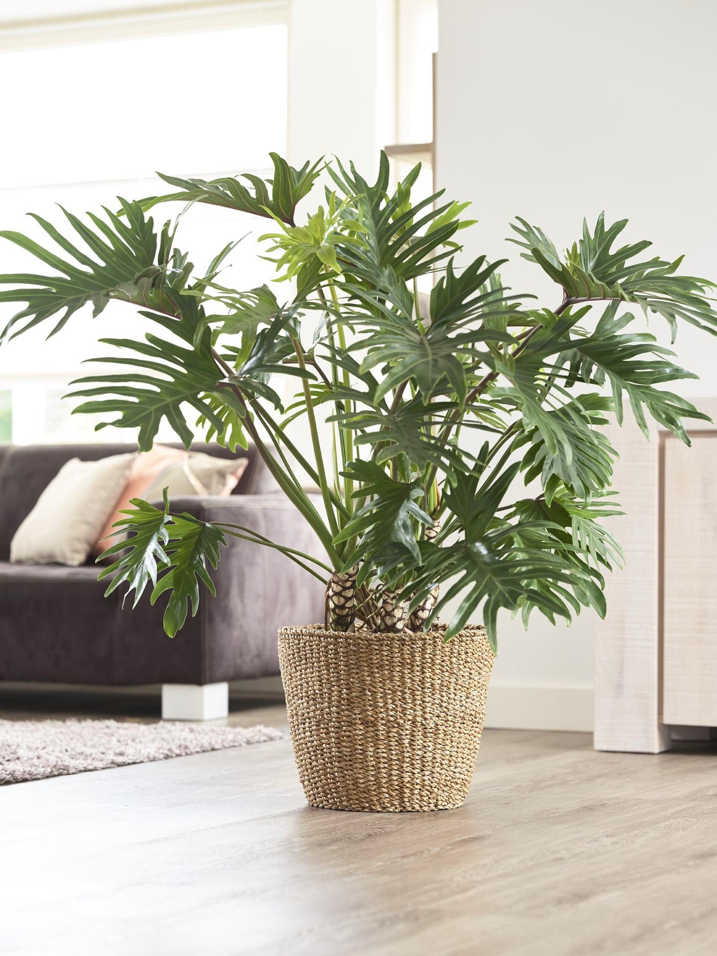 Korb Jip Natur XL 37x31 cm – Handgefertigt & Nachhaltig | Pflanzfix24.de - Pflanzfix24.de