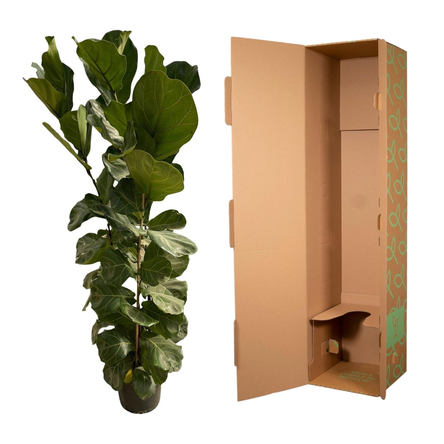 Ficus Lyrata struik - 180 cm - Ø30 von Pflanzfix24