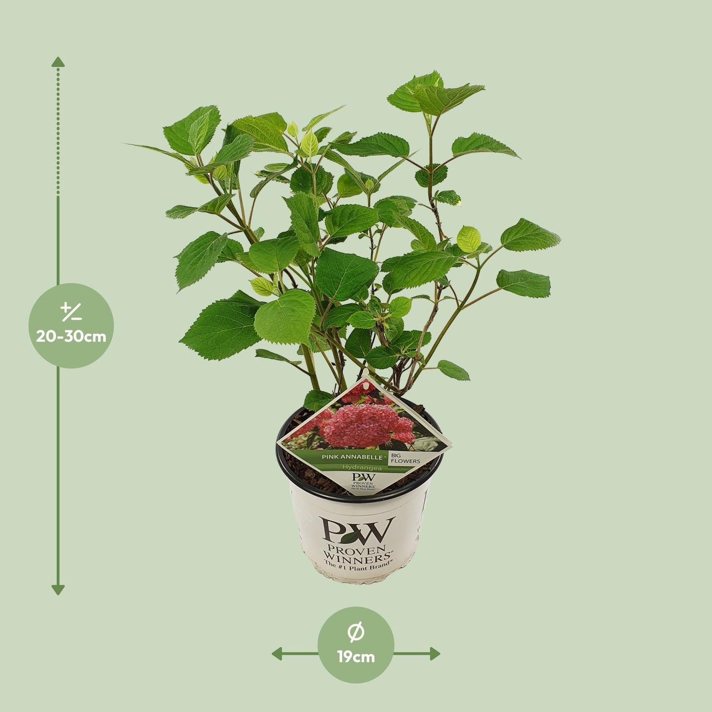 Endlose Hortensie 'Pink Annabelle' - Ø19cm - ↕30cm - Pflanzfix24.de - Pflanzfix24.de