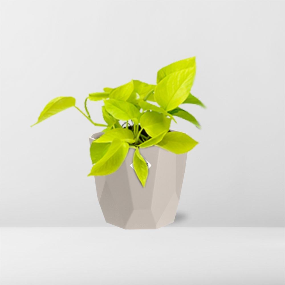 Epipremnum Pinnatum ‘Golden Pothos’ in ELHO b.for rock 14 cm warm grey - Pflanzfix24