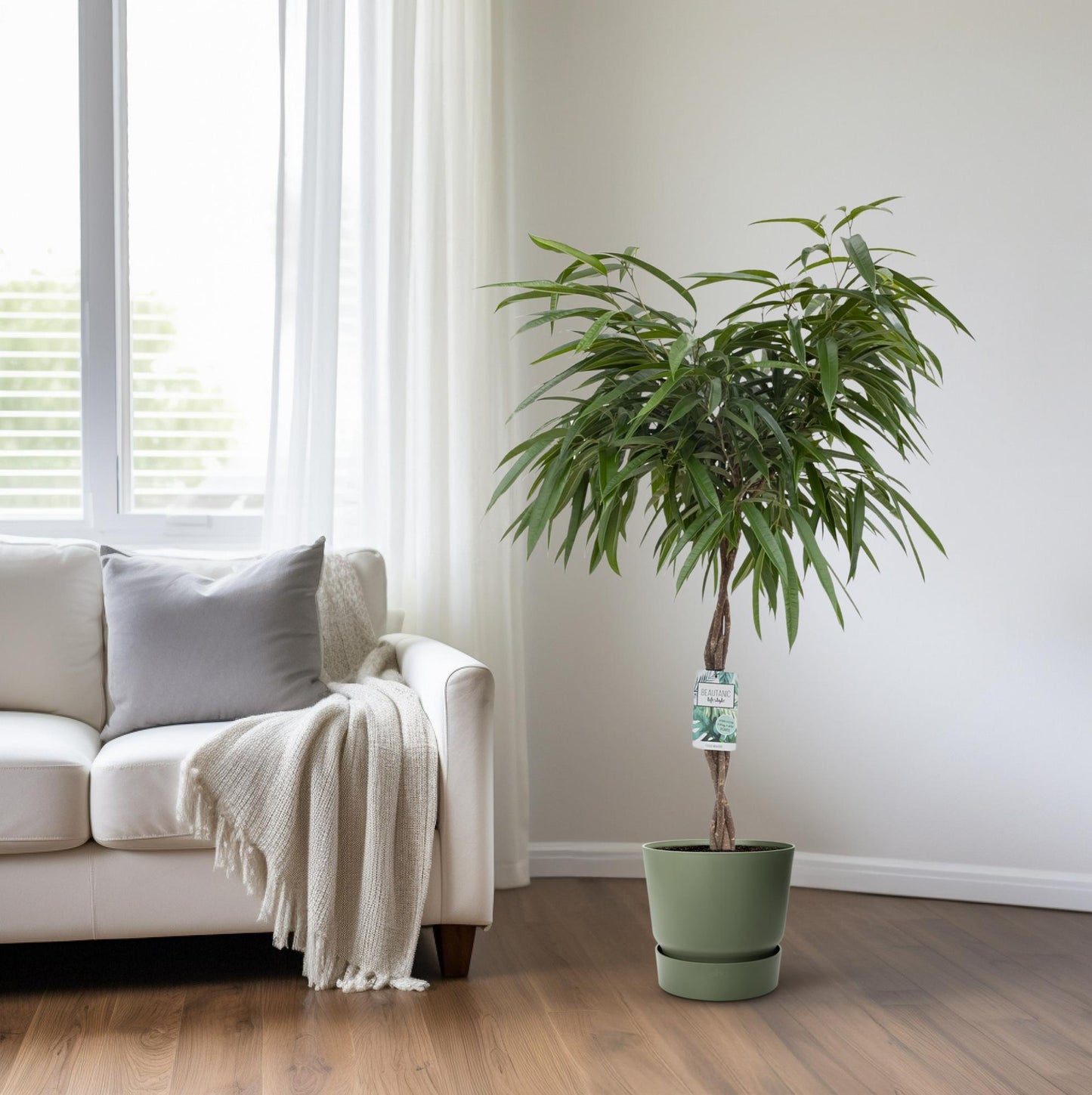 Ficus Mahori - Ø27cm - ↕120cm - Pflanzfix24