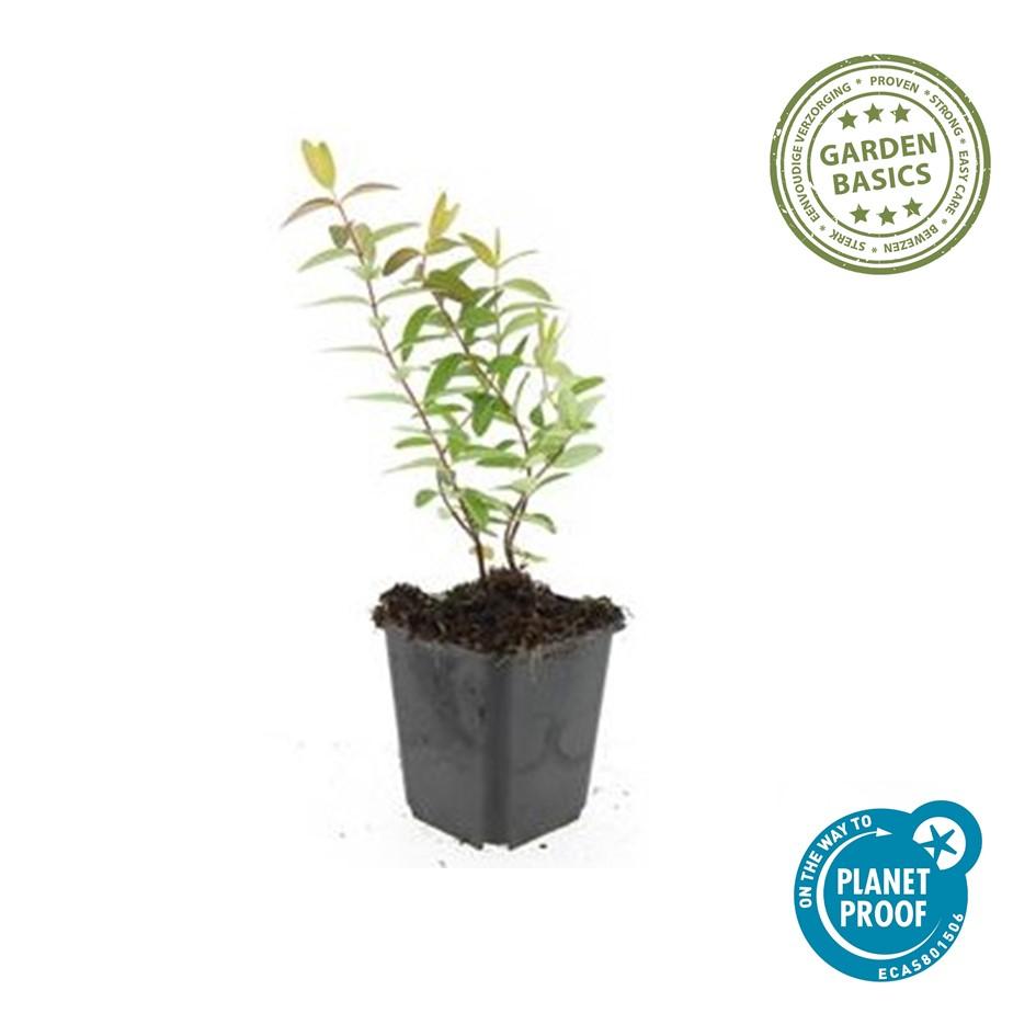 12x Hypericum ‘Hidcote’ Ø9cm | Johanniskraut gelbblühend | Pflanzfix24.de - Pflanzfix24.de