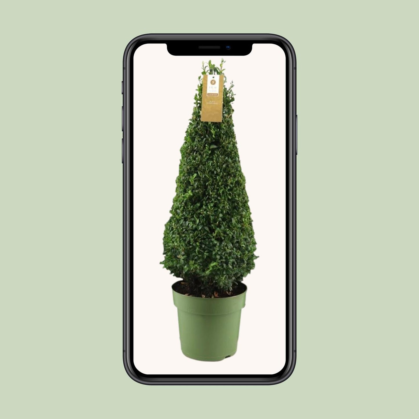 Buxus Semp. Pyramid 55cm P21 - Ø21cm - ↕75cm bei Pflanzfix24